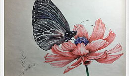 花与蝶漫画,一场浪漫的视觉盛宴