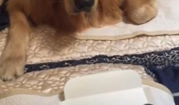网红狗吃瓜,揭秘娱乐圈背后的秘密