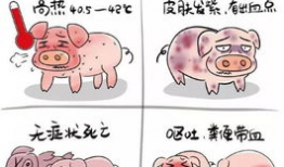 漫画猪带字,趣味横生的汉字漫画之旅