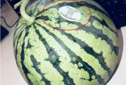 西藏网红的吃瓜,揭秘幕后故事与网络热度