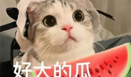 吃瓜网红被骗事件,揭秘网络诈骗背后的真相